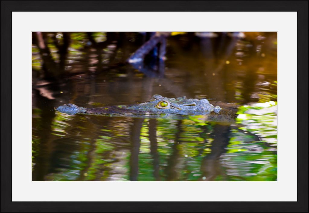 River Croc