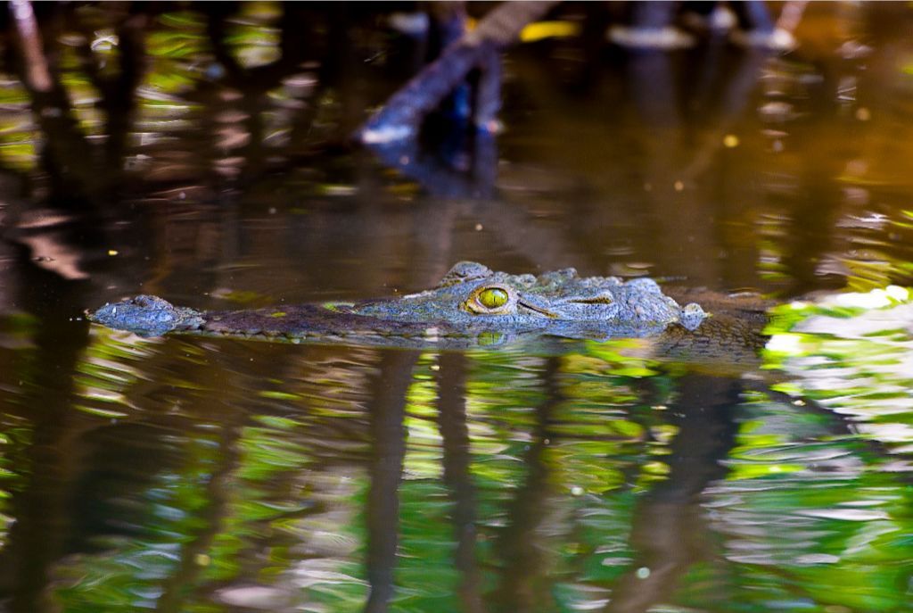 River Croc