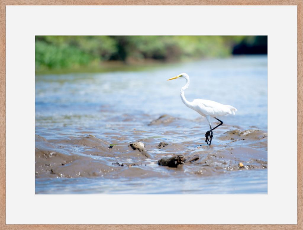 Wading Egret