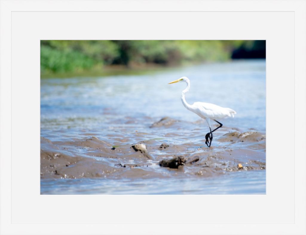 Wading Egret