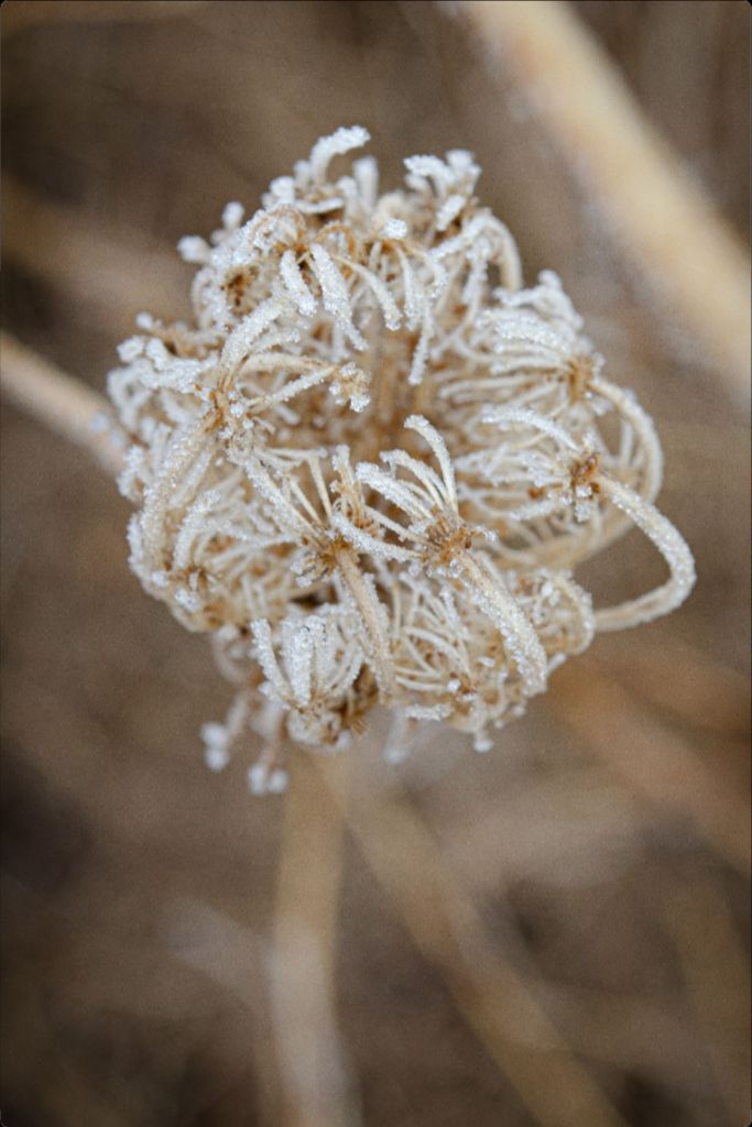 Winter Queen Anne's Lace 2