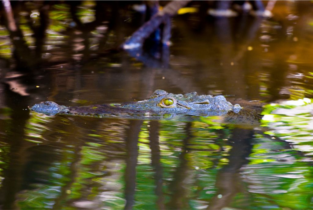 River Croc