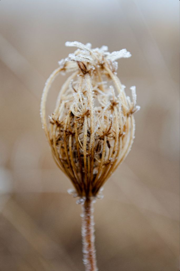 Winter Queen Anne's Lace