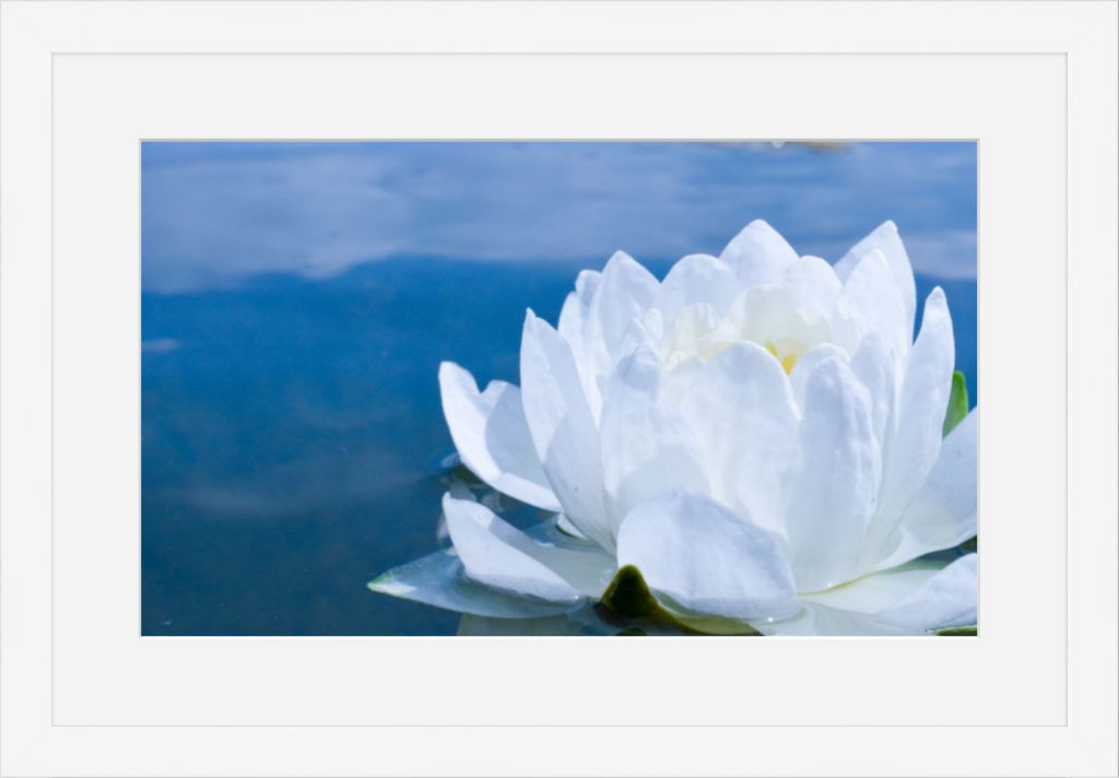 White Waterlily