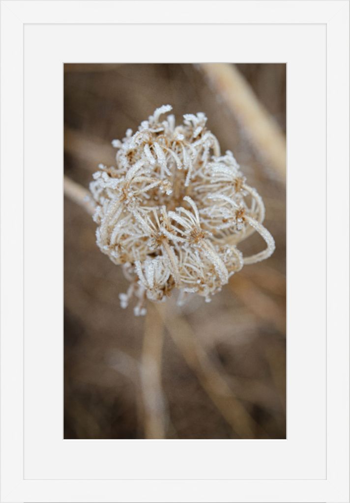 Winter Queen Anne's Lace 2