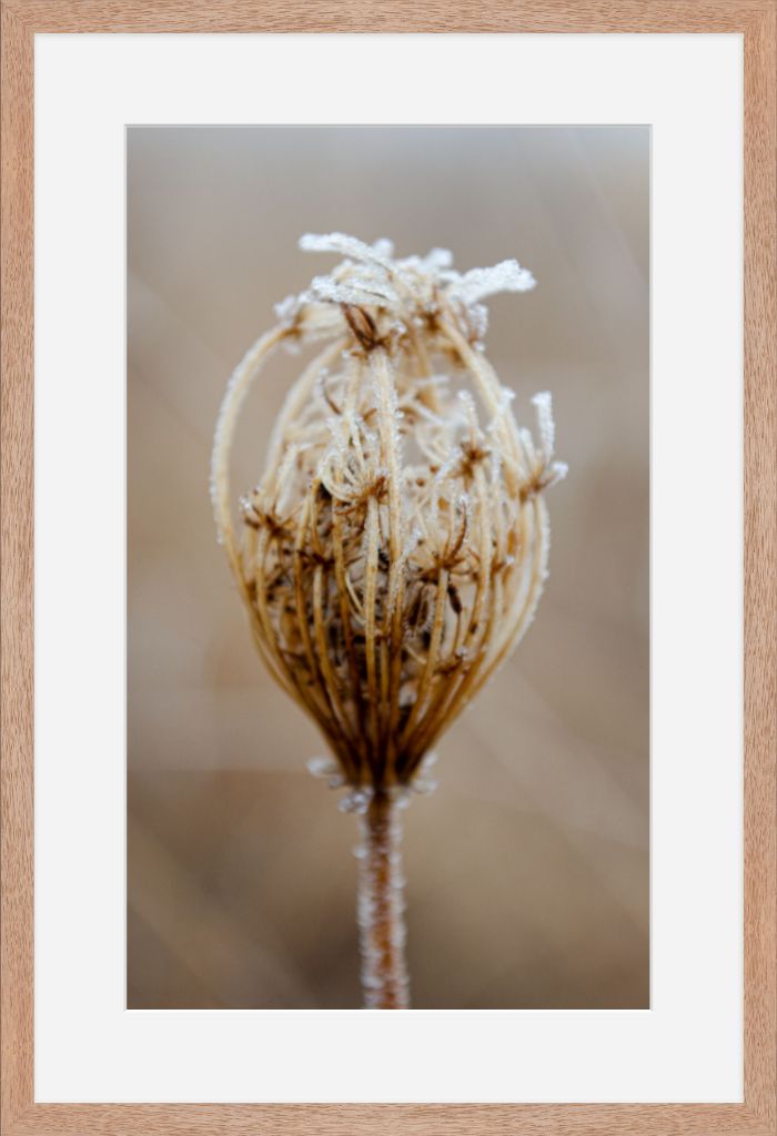 Winter Queen Anne's Lace