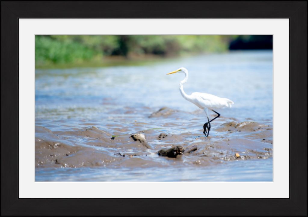 Wading Egret