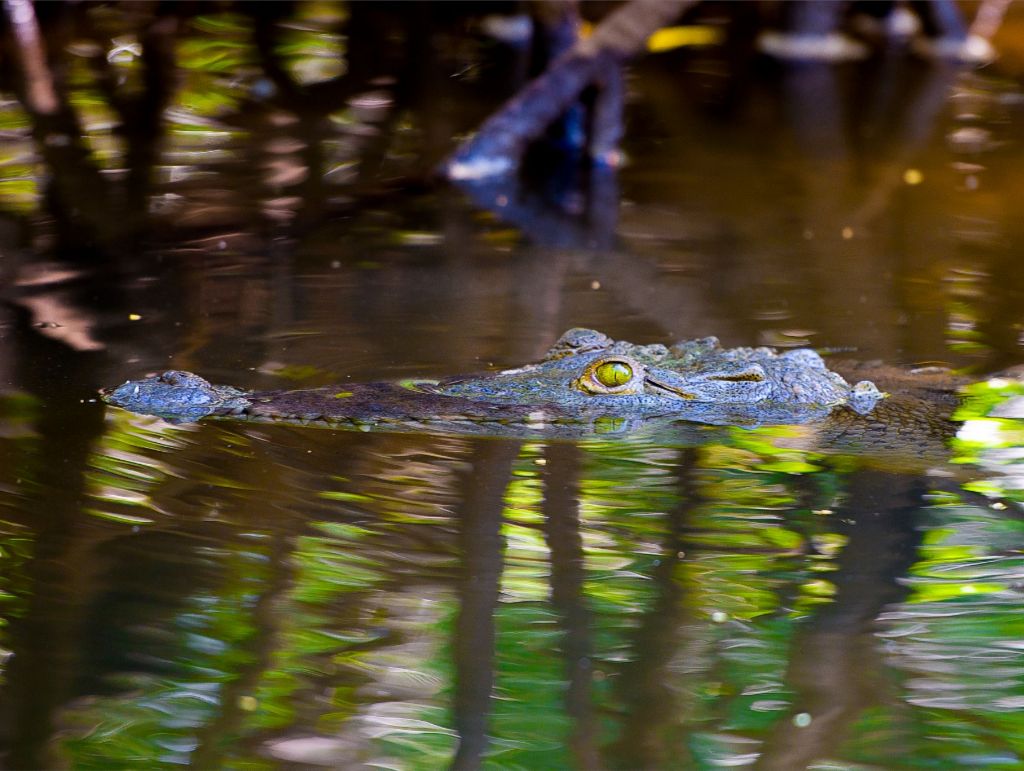 River Croc