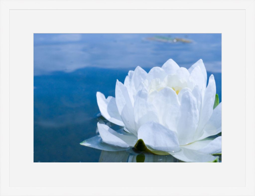 White Waterlily