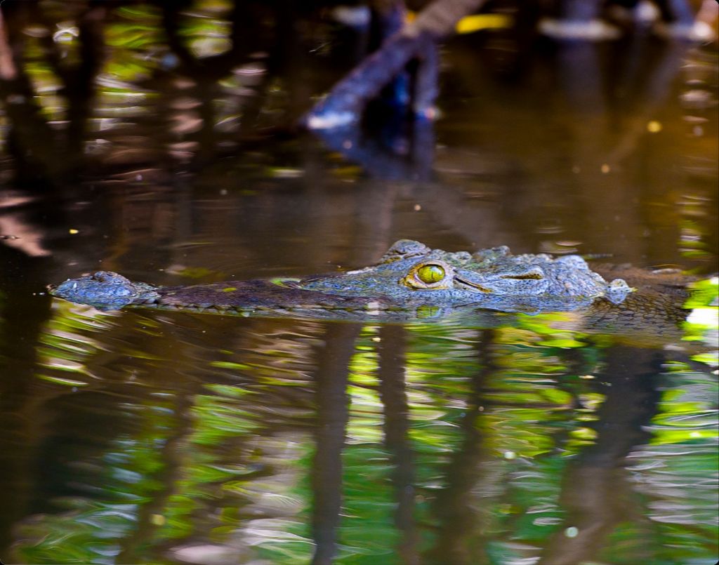 River Croc