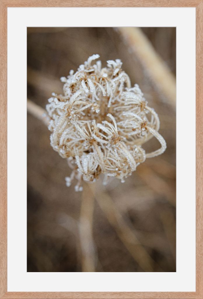 Winter Queen Anne's Lace 2