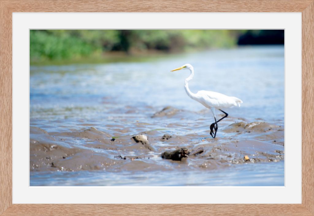 Wading Egret