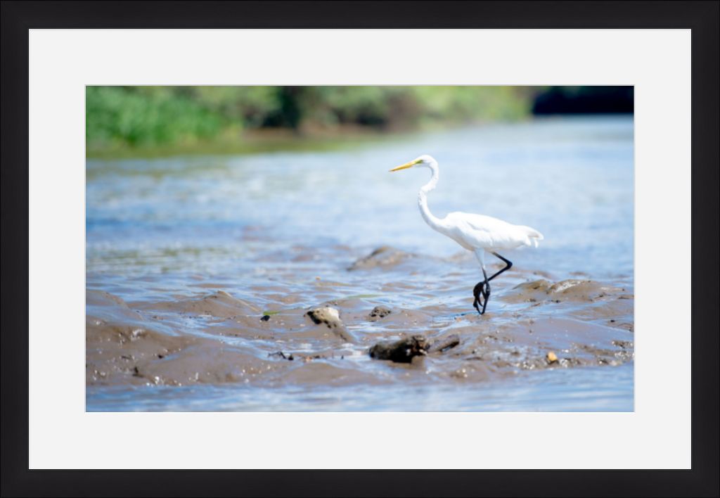 Wading Egret