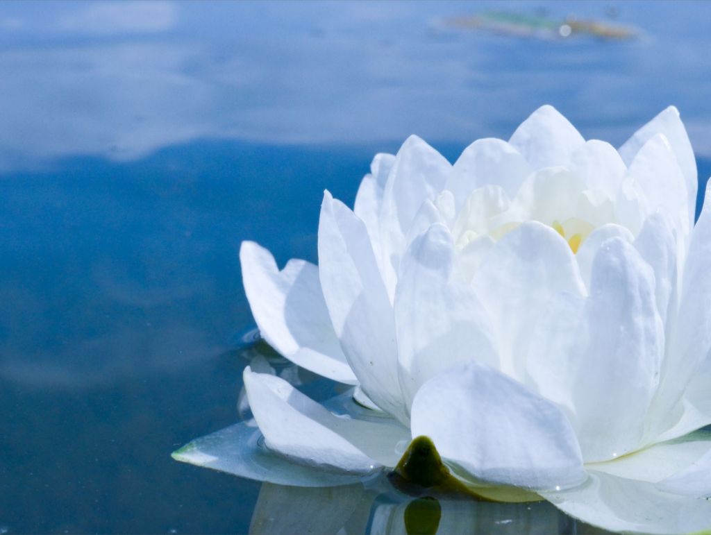 White Waterlily