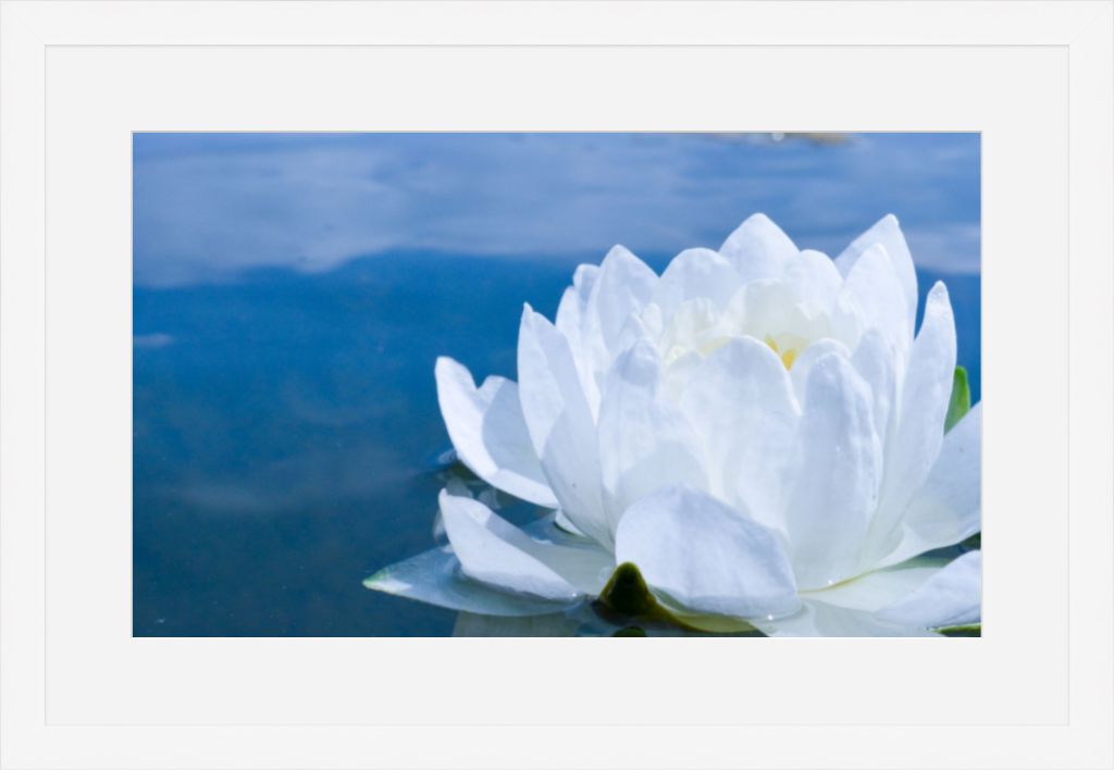 White Waterlily