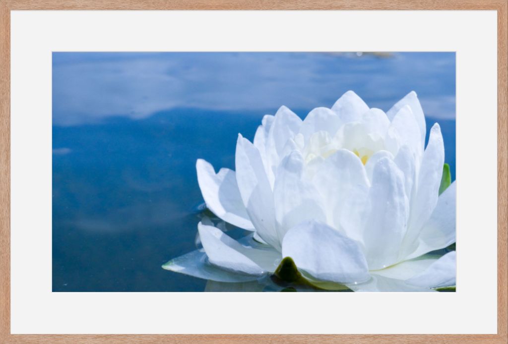 White Waterlily