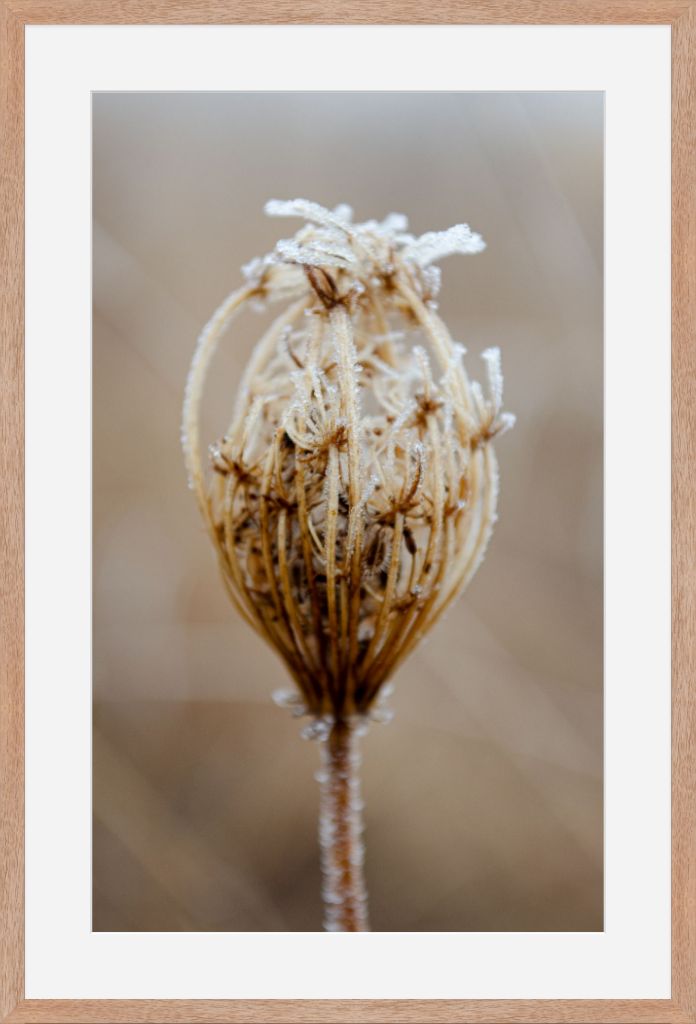 Winter Queen Anne's Lace