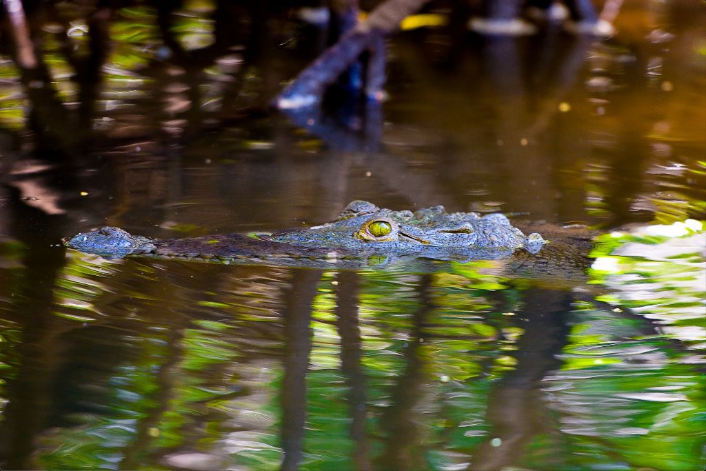 River Croc