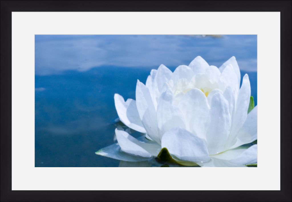 White Waterlily