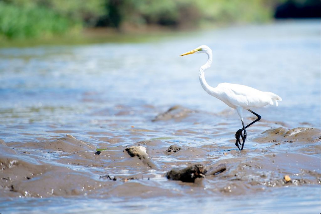 Wading Egret