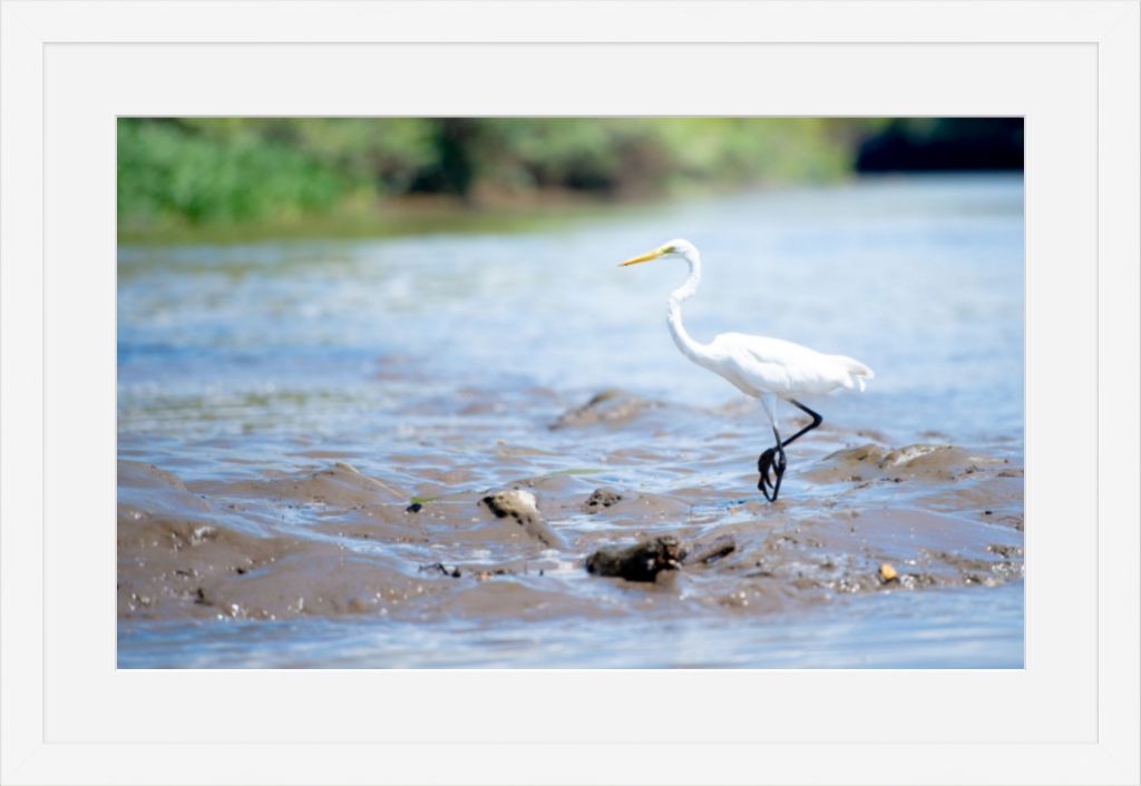Wading Egret
