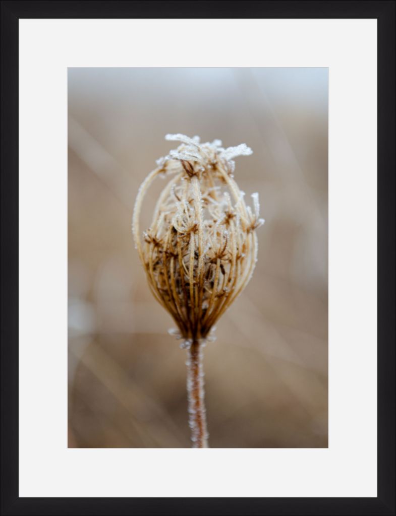Winter Queen Anne's Lace