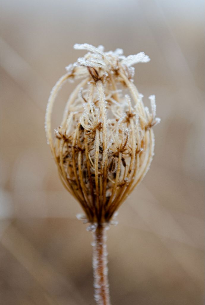 Winter Queen Anne's Lace