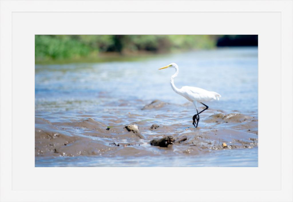 Wading Egret
