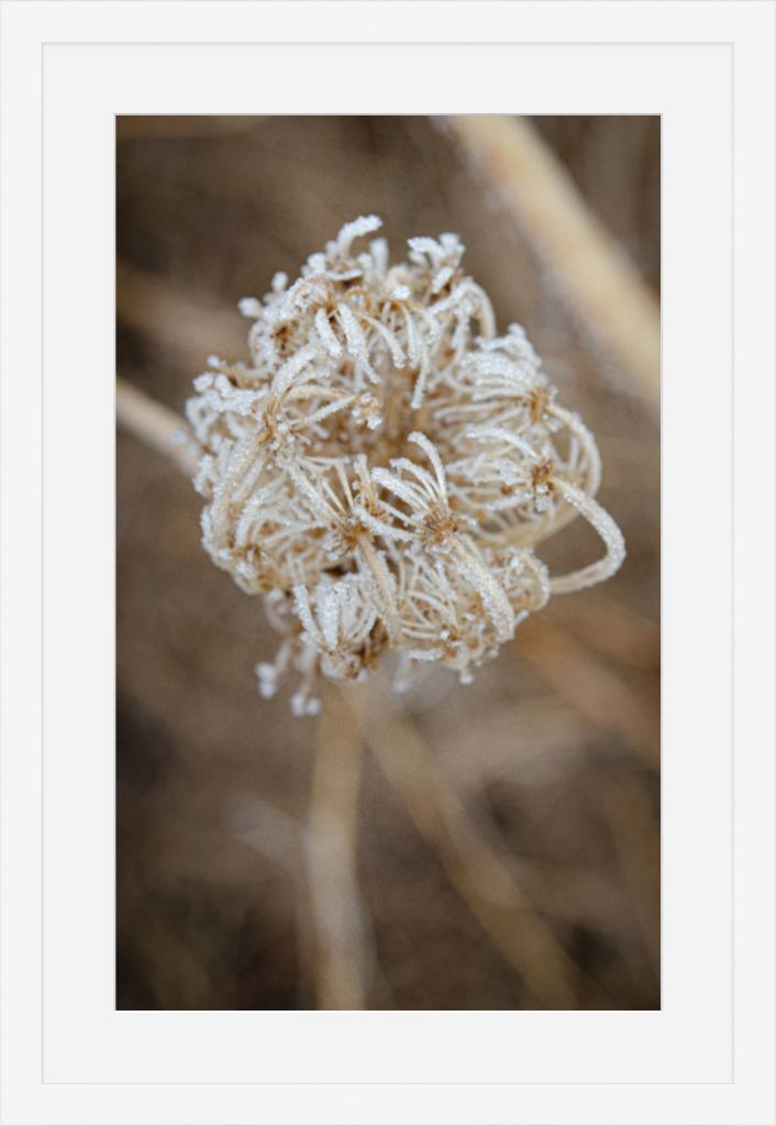 Winter Queen Anne's Lace 2