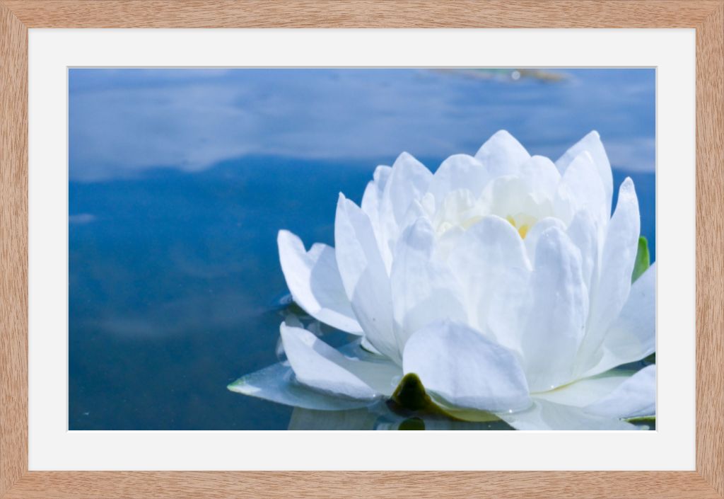 White Waterlily