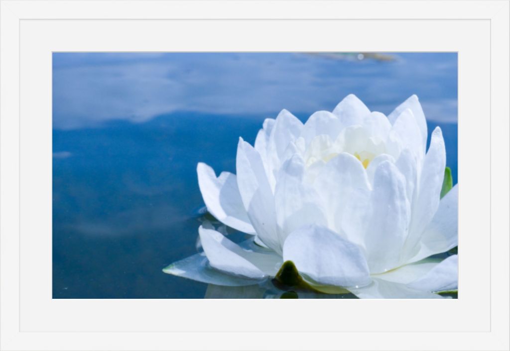 White Waterlily