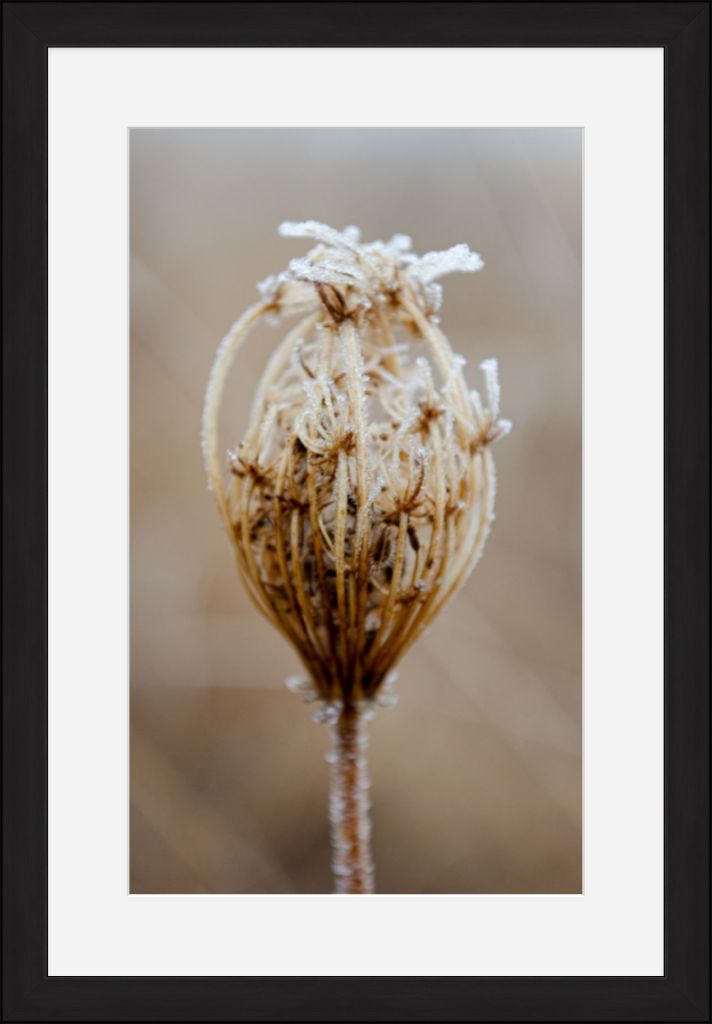 Winter Queen Anne's Lace