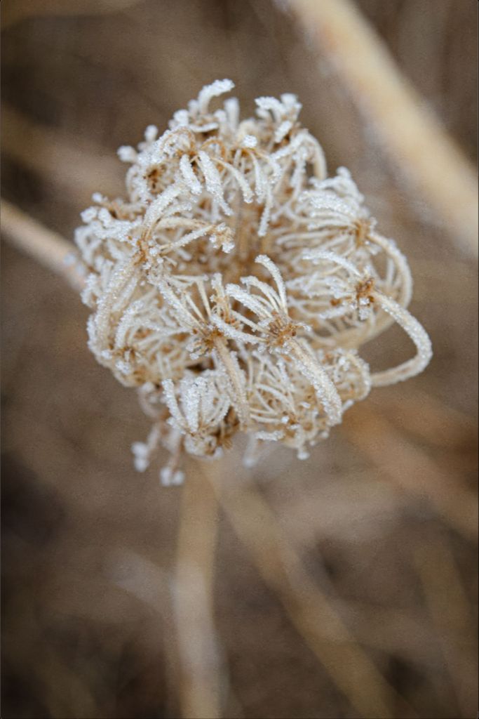 Winter Queen Anne's Lace 2
