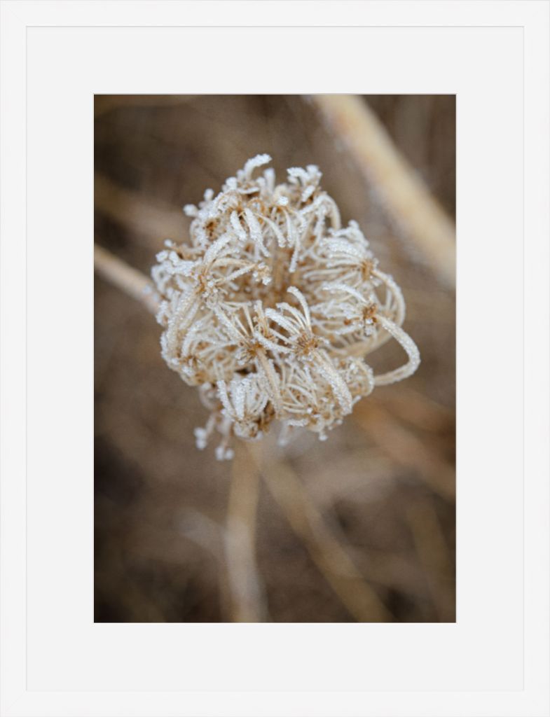 Winter Queen Anne's Lace 2