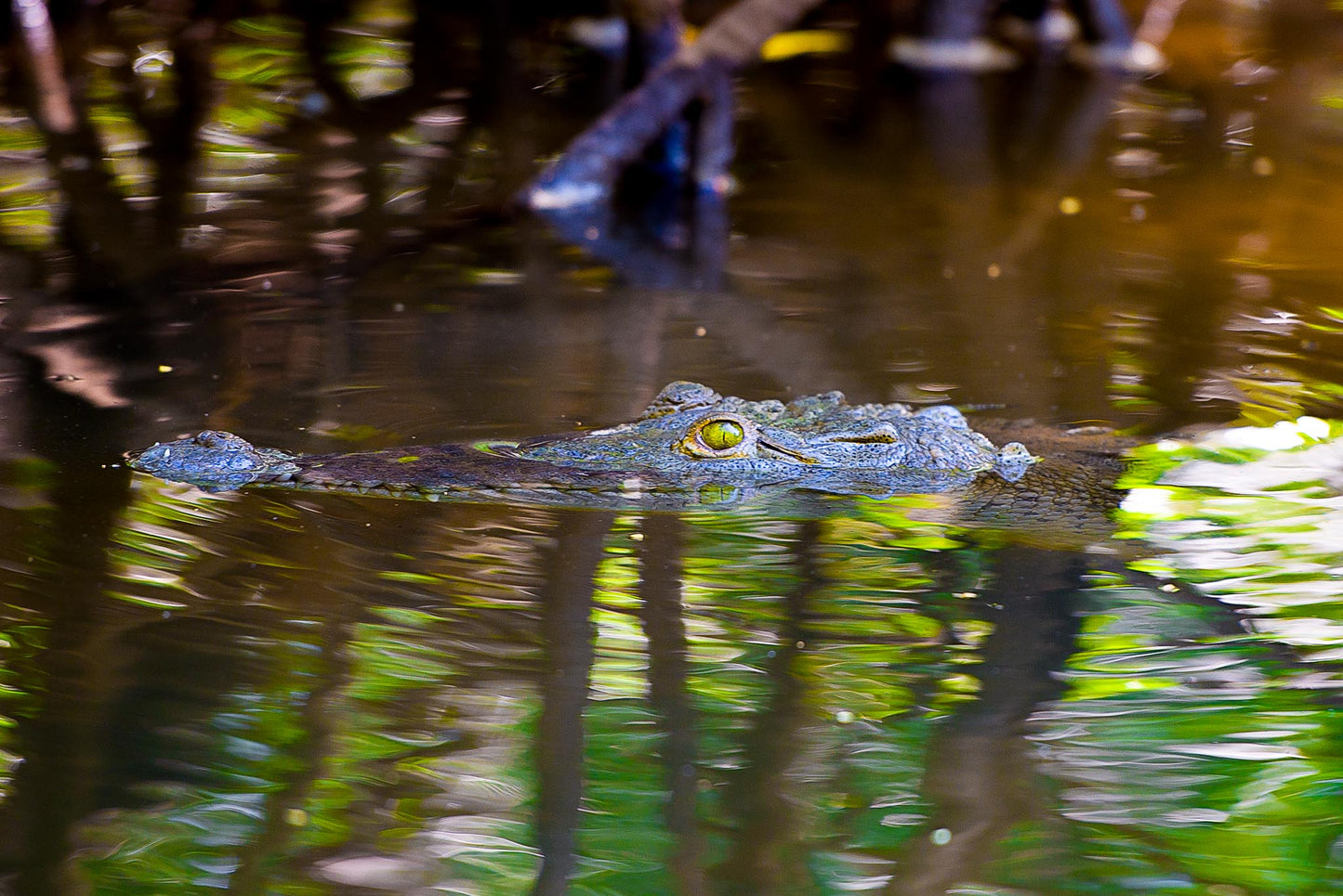 River Croc