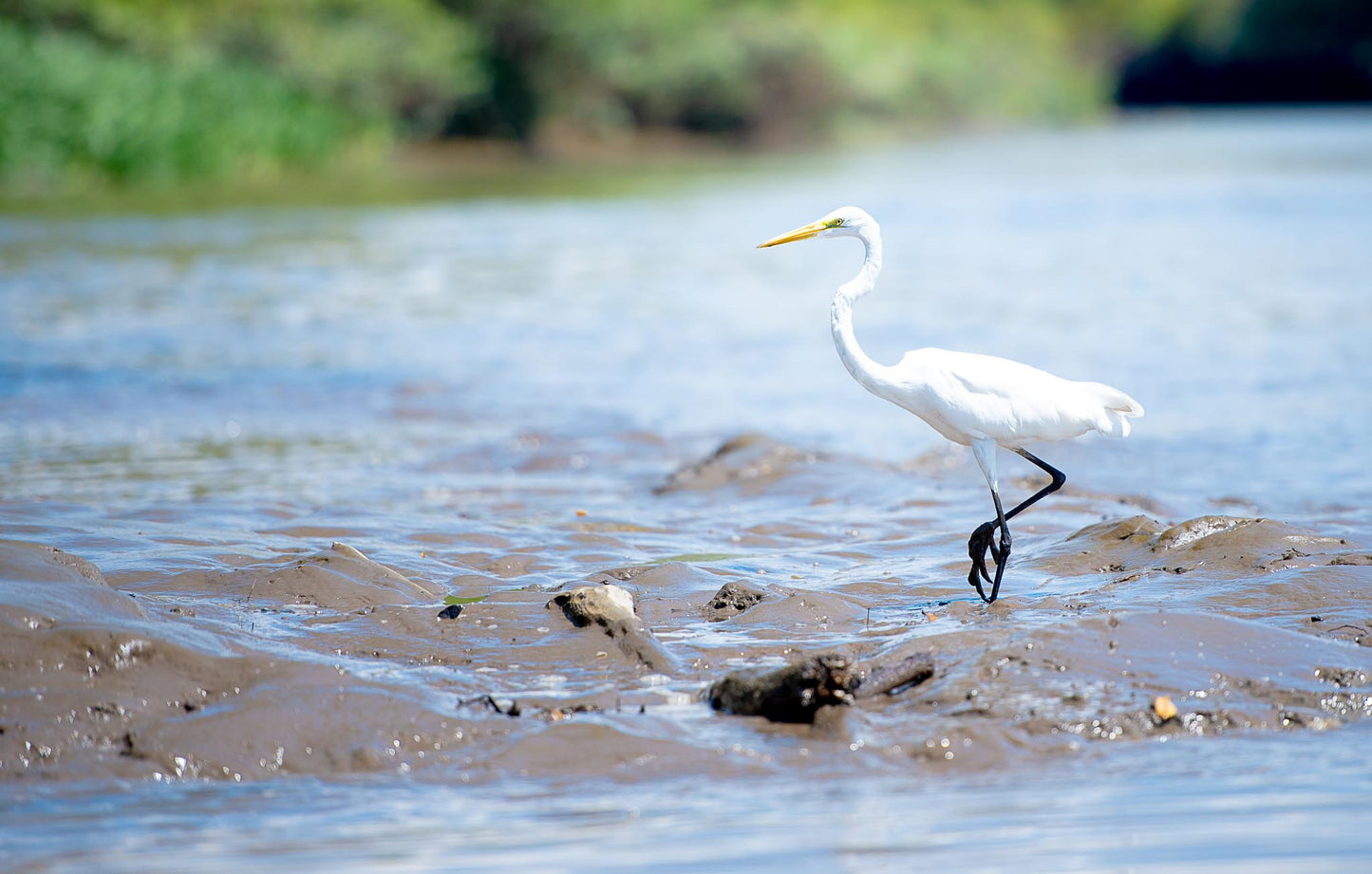 Wading Egret