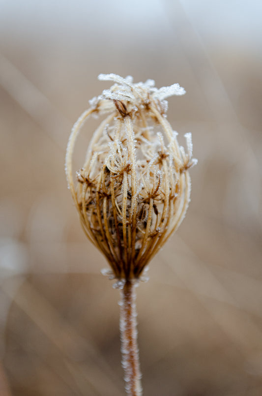Winter Queen Anne's Lace