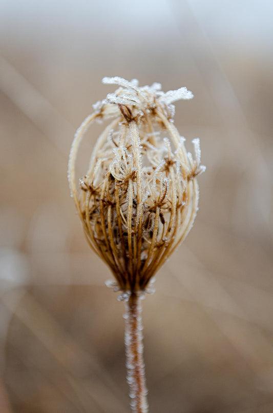 Winter Queen Anne's Lace