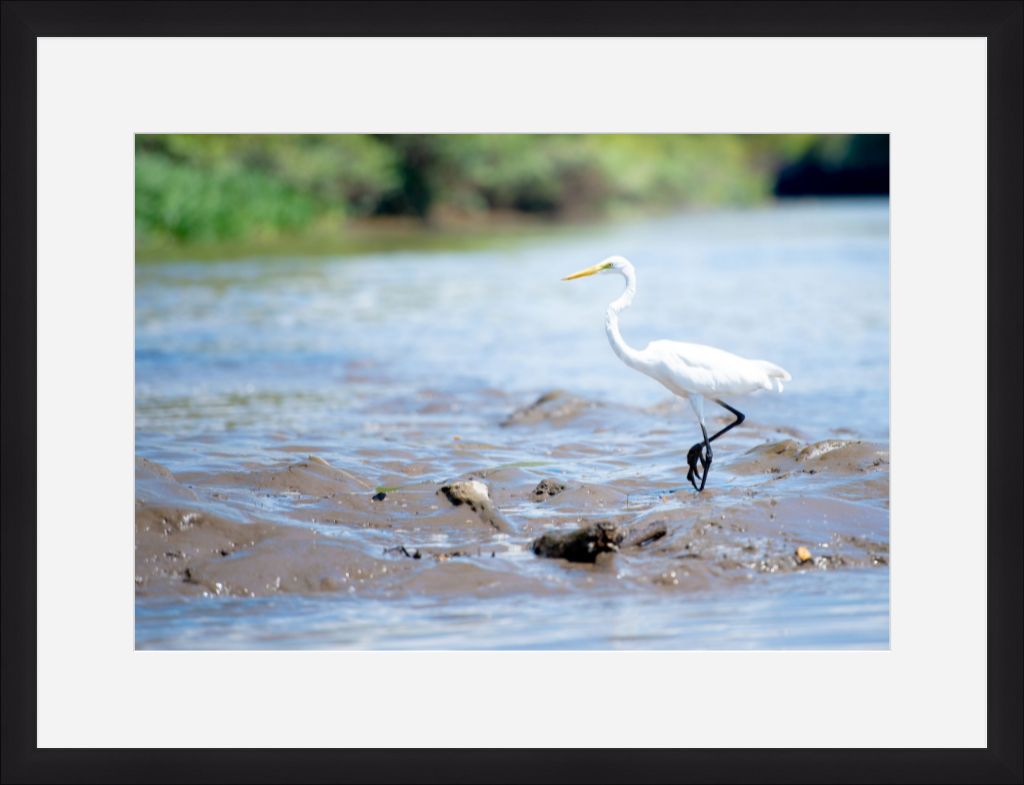 Wading Egret
