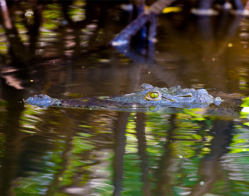 River Croc