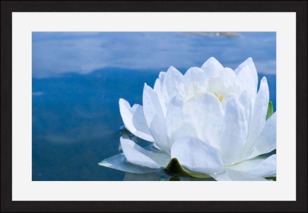 White Waterlily