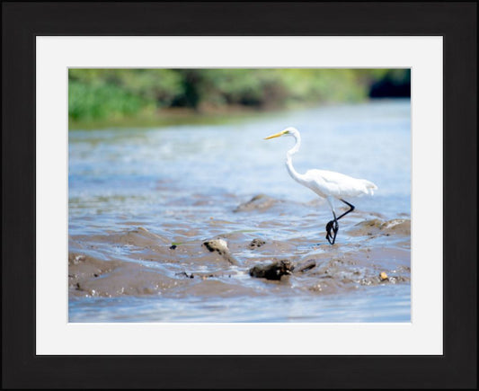 Wading Egret