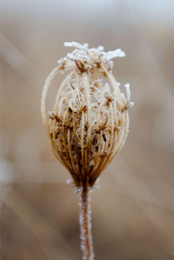 Winter Queen Anne's Lace