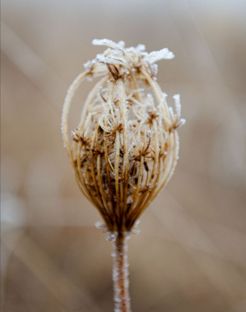Winter Queen Anne's Lace