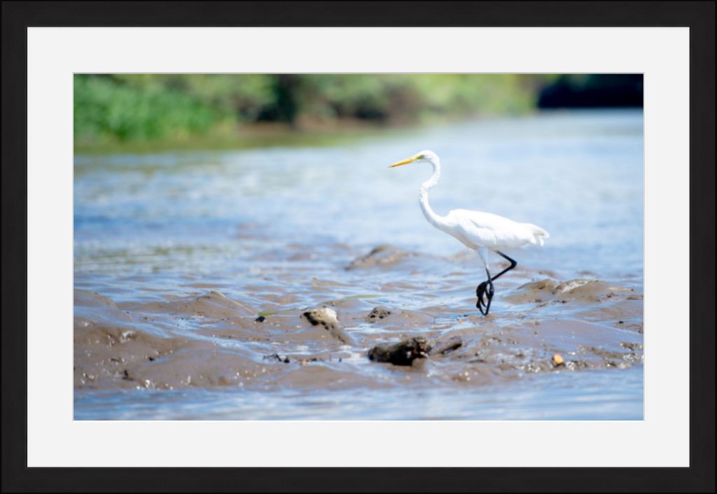 Wading Egret