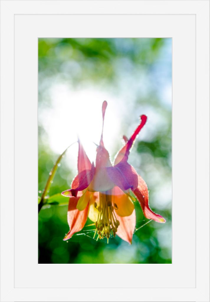 Wild Honeysuckle