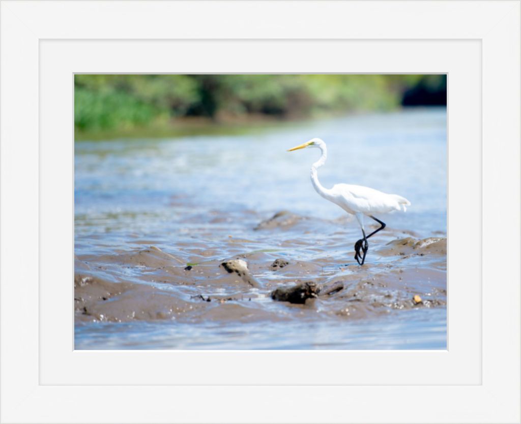 Wading Egret