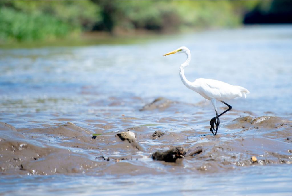 Wading Egret