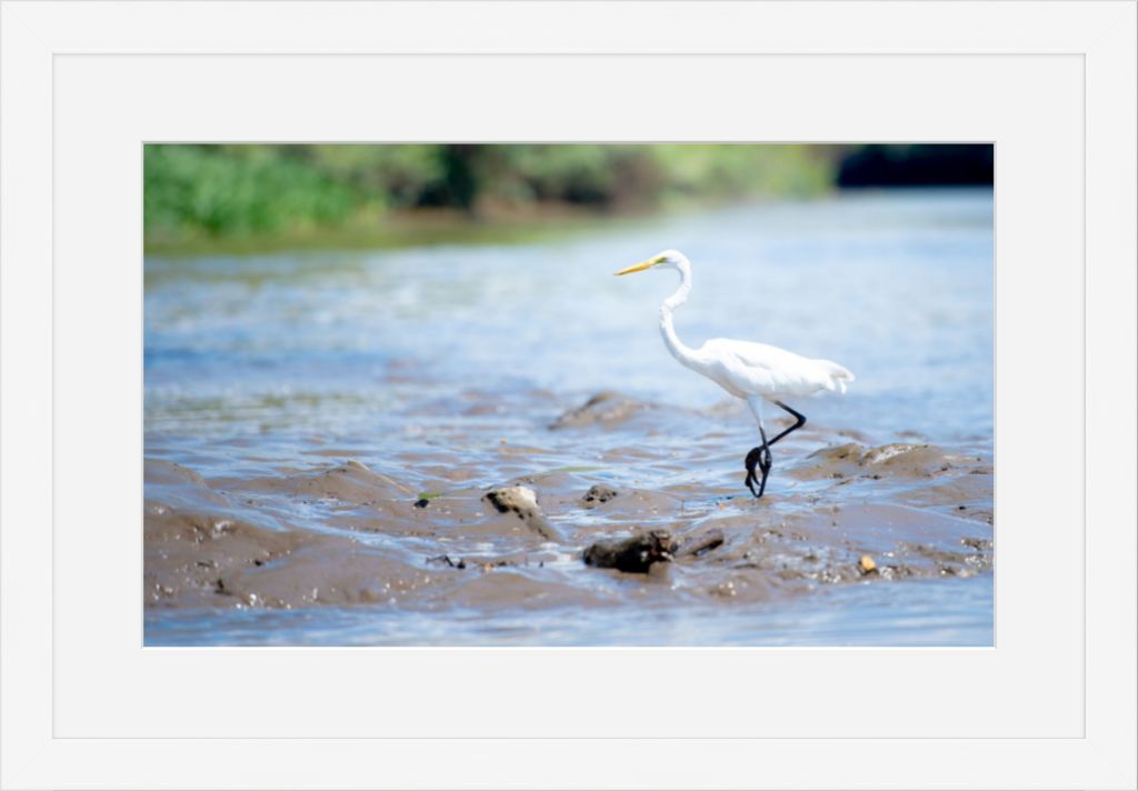 Wading Egret
