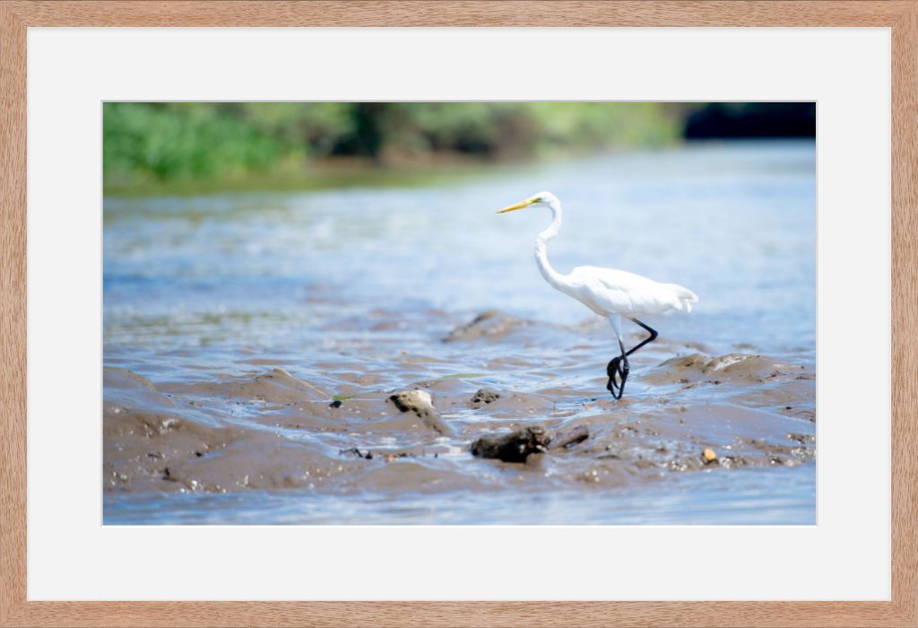 Wading Egret